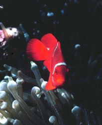 Spine cheek anemonefish; Walindi, PNG - Housed Nikon F, 5... by Rick Tgeler 